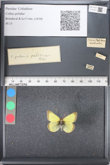 Media type: image;   Entomology 124475